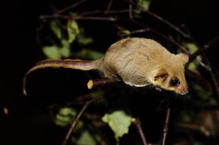 www.Zootierliste.de -  DSC0317