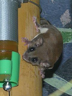www.Zootierliste.de - 4b5c8b86ec8e3