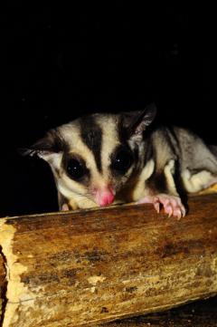 sugar glider from