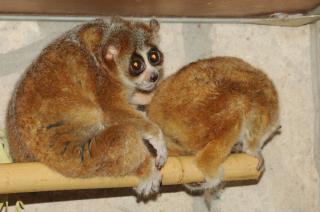 ZootierlisteHomepage