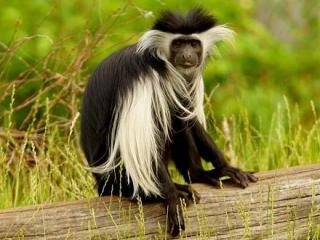 ZootierlisteHomepage
