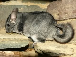 Langschwanzchinchilla.jpg