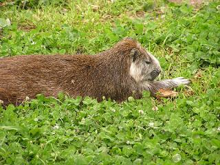 ZootierlisteHomepage