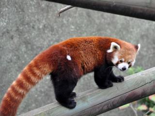 Ailuridae - Roter Panda, Roter Panda im Allwetterzoo Münste…