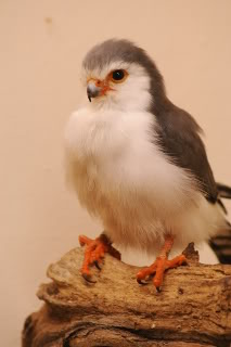 www.Zootierliste.de