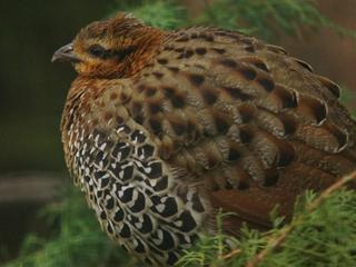 www.Zootierliste.de