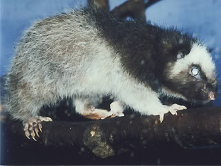 borkenratte.jpg