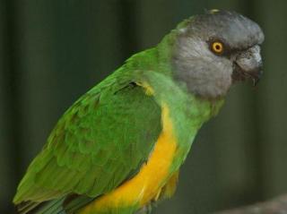 Www Zootierliste De
