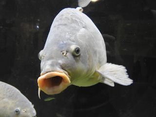 36+ Aquarium Citadelle Besancon Zoo PNG
