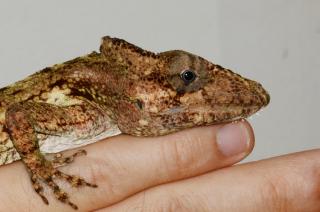 www.Zootierliste.de