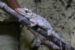 www.Zootierliste.de