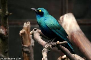 www.Zootierliste.de