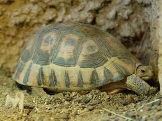 Schildkröte Schlange Matamata ... ORIGINAL-STICH von 1886 B13 Reptilien II 
