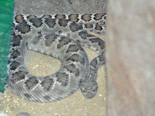 Www Zootierliste De