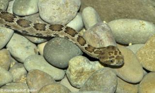 Www Zootierliste De