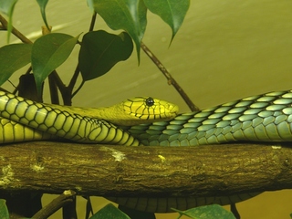 A raríssima cobra azul  Schöne schlangen, Reptilien und amphibien