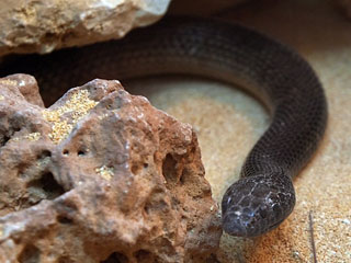 Www Zootierliste De