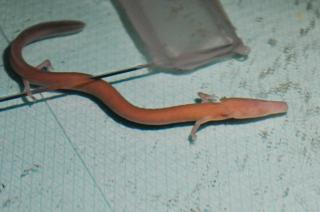 www.Zootierliste.de
