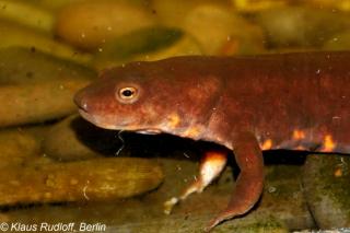 Paddle Tail Newts