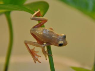 www.Zootierliste.de