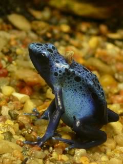 Blue Poison Dart Frog - Potawatomi Zoo