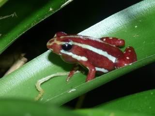 Anthony's Poison Dart Frog - Cincinnati Zoo & Botanical Garden