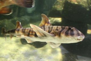 Www Zootierliste De