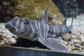 Www Zootierliste De