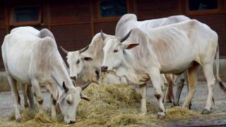 Nelore-Zebu%201%20Berlin-Fridrichsfelde.JPG
