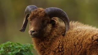 Www Zootierliste De