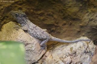 www.Zootierliste.de