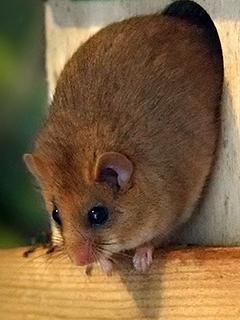 www.Zootierliste.de