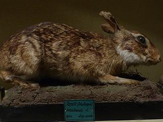 ZootierlisteHomepage