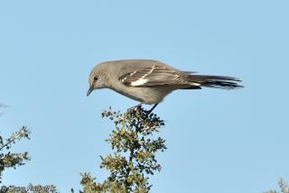 Www Zootierliste De