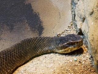 Www Zootierliste De