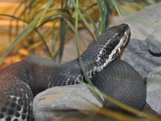 Www Zootierliste De