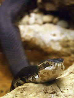 Www Zootierliste De