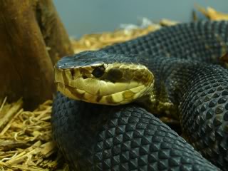 Www Zootierliste De