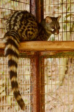 www.Zootierliste.de