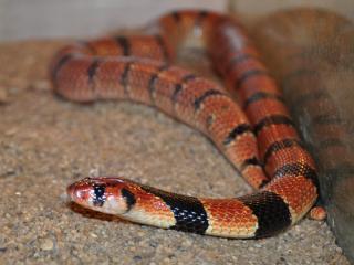 Www Zootierliste De
