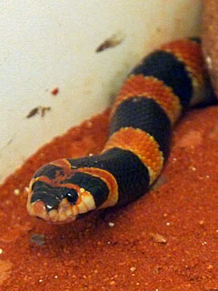 Www Zootierliste De