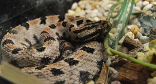Www Zootierliste De