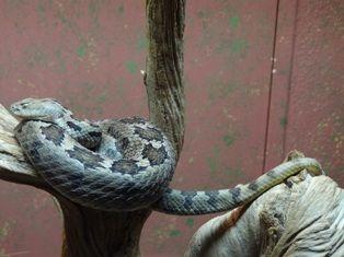 Www Zootierliste De