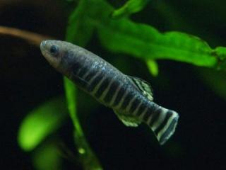 ZootierlisteHomepage