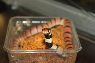 Www Zootierliste De