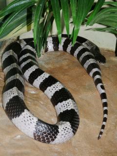 Www Zootierliste De