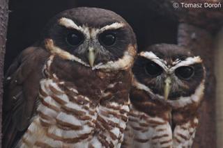 pulsatrix melanota Band-bellied Owl (Pulsatrix melanota) · iNaturalist