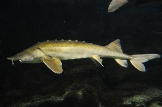 Www Zootierliste De