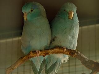 www.Zootierliste.de