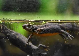 www.Zootierliste.de